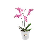 elho green basics orchid 17cm Binnen/buiten Plantenpot Vrijstaand Polypropyleen (PP) Transparant - thumbnail
