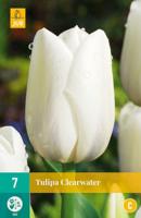 Tulp Clearwater 7 bollen