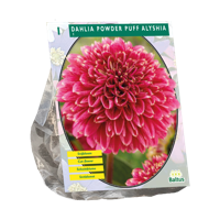 Dahlia Powder Puff Alyshia 1 stuks bloembollen Baltus - Baltus