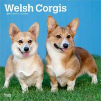 Welsh Corgi Kalender 2026