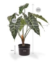Alocasia Amazonica kunstplant 60cm - thumbnail