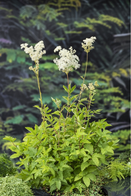 Moeras Spirea / Filipendula ulmaria