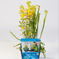 Mix waterplanten in vijvermand (3 stuks) - thumbnail