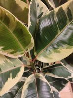 Ficus Elastica Bont 3 stelen 70 cm hoog kamerplant - Warentuin Natuurlijk - thumbnail
