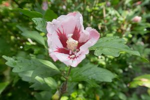 Hibiscus op stam