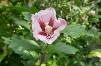 Hibiscus op stam - thumbnail