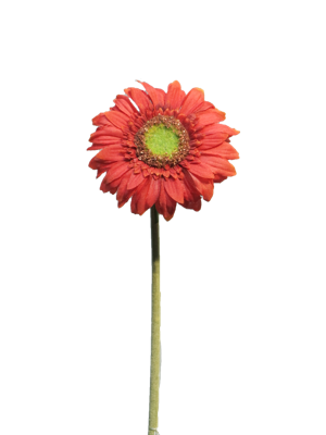 Daisy Gerbera red 48 cm kunstbloem - Nova nature