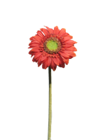 Daisy Gerbera red 48 cm kunstbloem - Nova nature