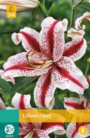 Lilium Dizzy Bloembol JUB 2 bollen - Jub