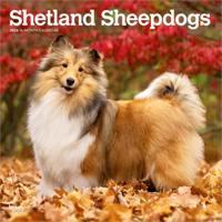 Sheltie - Shetland Sheepdog Kalender 2026