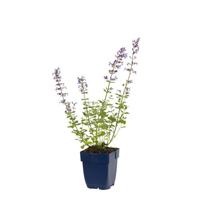 Nepeta faassenii Walker s Low vaste plant Griffioen - Griffioen