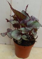 Kamerplant Mini blad Begonia Rood Begoniaceae - Warentuin Natuurlijk - thumbnail