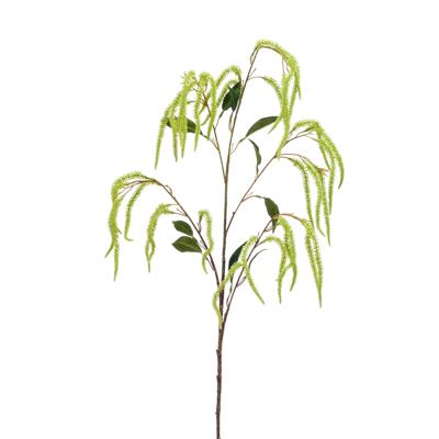 Amaranthus
