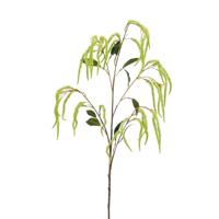 Amaranthus