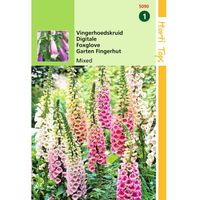 2 stuks Digitalis Purpurea Gemengd - thumbnail