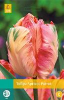 Tulipa Apricot Parrot 5 bollen - Jub