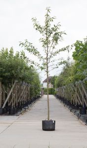 Dubbelbloemige sierkers Prunus a. Plena h 450 cm st. omtrek 16 cm - Warentuin Natuurlijk