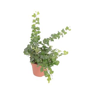 Hedera Wonder (Klimop) - P 13 cm