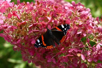 Pluimhortensia