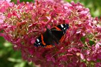 Pluimhortensia