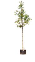 Gewone walnotenboom Juglans regia h 450 cm st. omtrek 16 cm st. hoogte 210 cm - Warentuin Natuurlijk - thumbnail