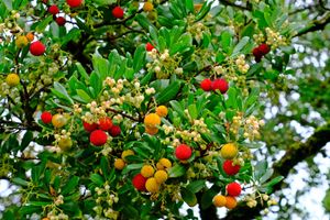 Aardbeiboom op stam