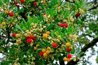 Aardbeiboom op stam