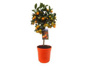 Citrus Calamondin op stam