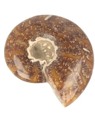 Ammoniet gepolijst 6-7 cm