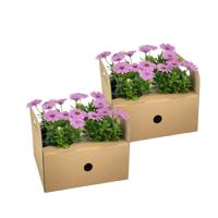 Osteospermum ecklonis Pink Ø12 cm - ↕20 cm