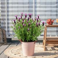 Lavandula stoechas 'Anouk' - Kuiflavendel - P19