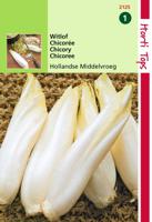 Zaden Brussels Witlof Hollandse Middelvroeg Hortitops - Hortitops