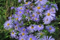 Aster - thumbnail