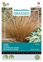 Ornamental Grasses, Carex comans 'Bronco' - Buzzy