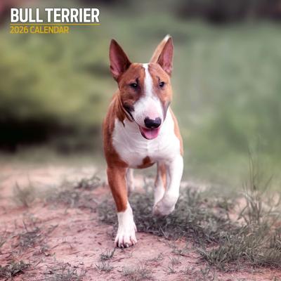 Bull Terrier Kalender 2026