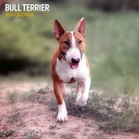 Bull Terrier Kalender 2026