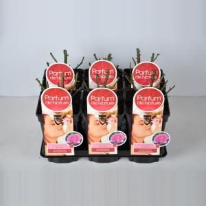 Grootbloemige roos Parfum de Nature (rosa "Beverly"®) - C3 - 1 stuks