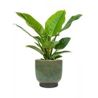 Plant in Pot Philodendron Imperial Green 65 cm kamerplant in Linn Deep Green 25 cm bloempot - thumbnail