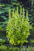Waterlobelia / Lobelia syphilitica 'Alba' Waterlobelia / Lobelia syphilitica 'Alba'