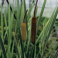 Grote bonte lisdodde (Typha latifolia “variegata”) moerasplant - 6 stuks