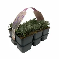 Lavendel - Lavandula Ang. 'Hidcote' 6-pack