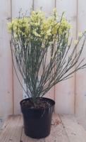 Brem Geel 30 cm Cytisus Warentuin Natuurlijk - Warentuin natuurlijk