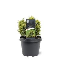 Cryptomeria jap. Twinkle Toes 15-20 cm Conifeer - Warentuin natuurlijk