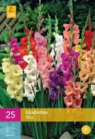 Bloembollen Gladiolus Mix 25st