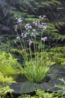 Waterplant Thulbachia violance