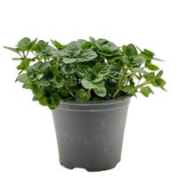 Chocolademunt Mentha piperita kruidenplant Warentuin Natuurlijk - Warentuin natuurlijk