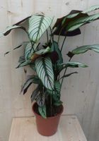 Calathea Whitestar Pauwenplant wit blad 60 cm - Warentuin Natuurlijk