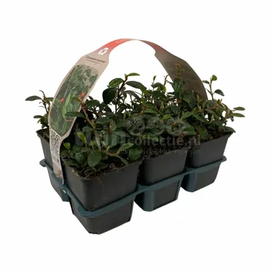 Dwergmispel - Cotoneaster dammeri 6-pack