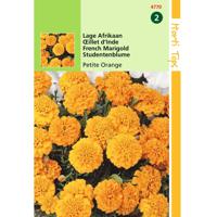 2 stuks Tagetes Patula Nana Petite Orange - thumbnail