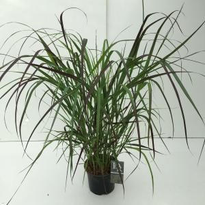 Vingergras (Panicum virgatum "Squaw") siergras - In 3 liter pot - 1 stuks